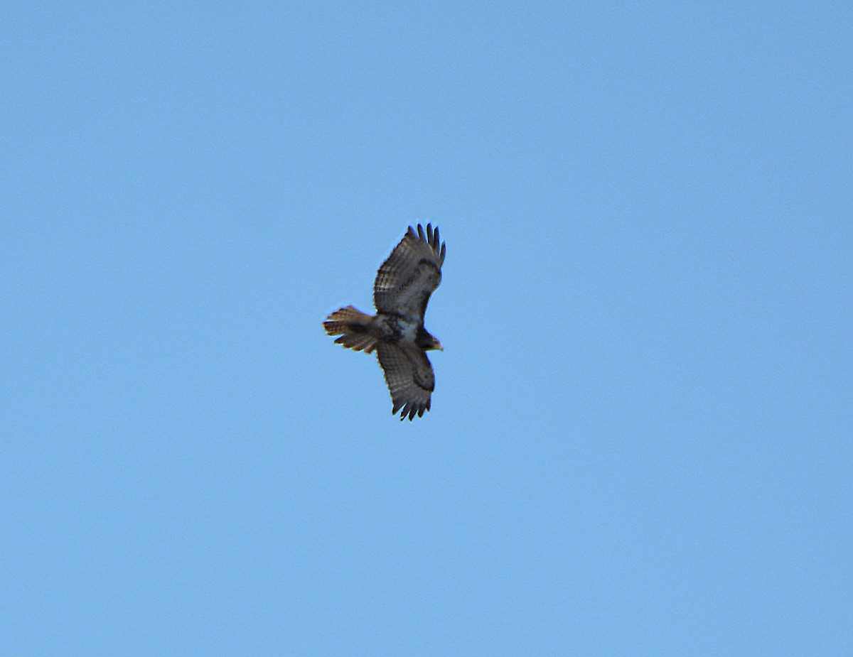 Red-tailed Hawk - ML150816321