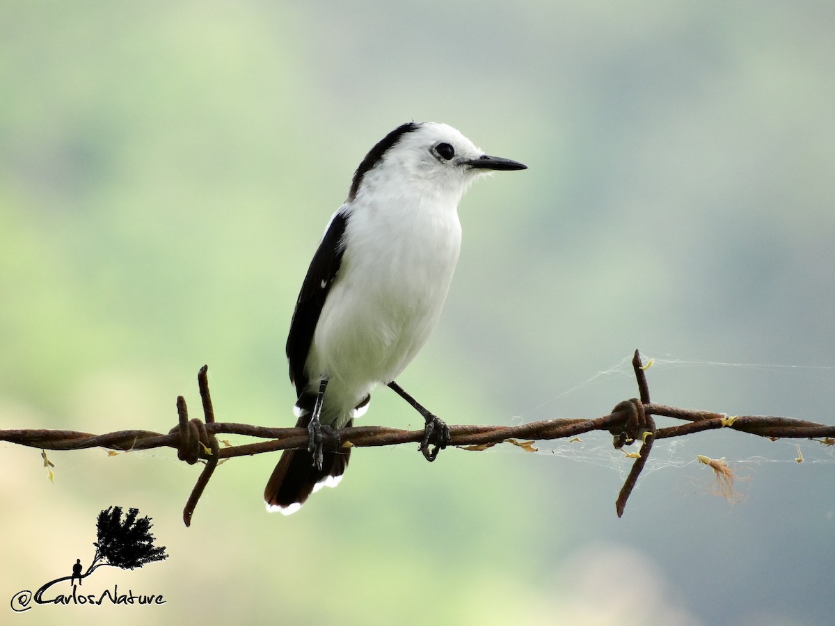 Pied Water-Tyrant - Anonymous
