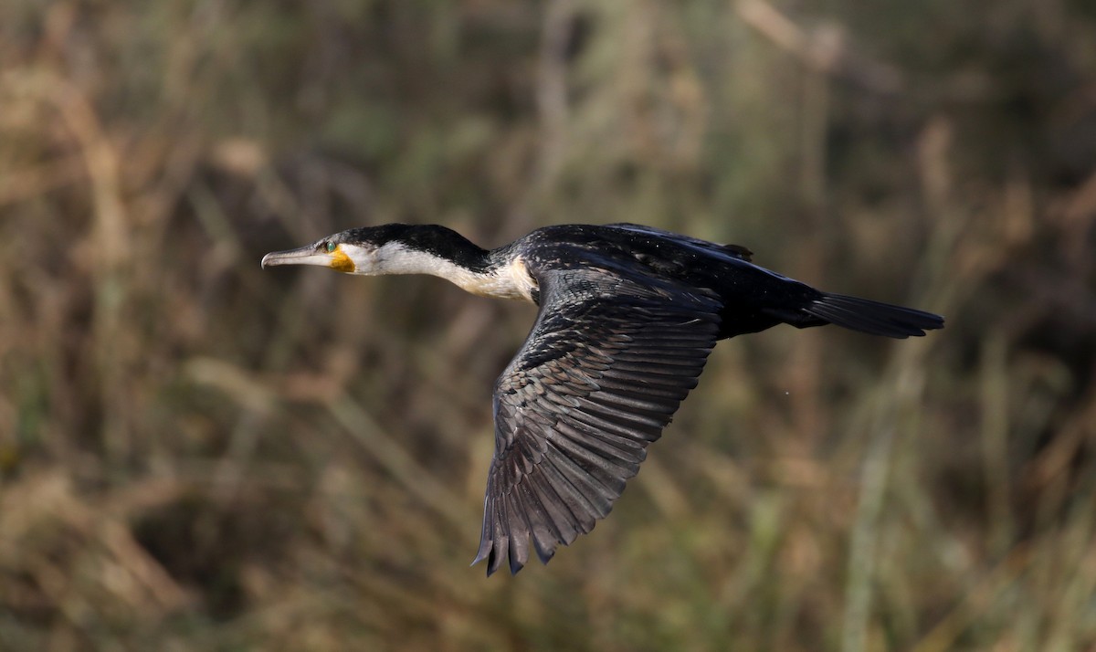 Great Cormorant (White-breasted) - ML150816341