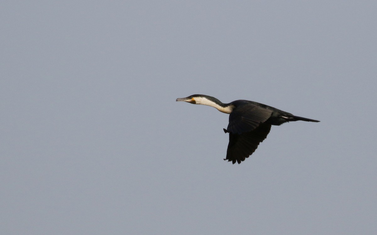 Great Cormorant (White-breasted) - ML150816361