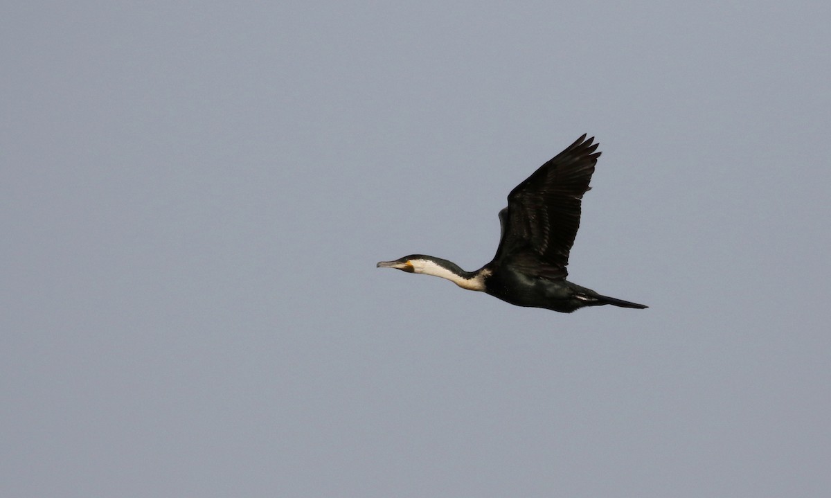 Great Cormorant (White-breasted) - ML150816371