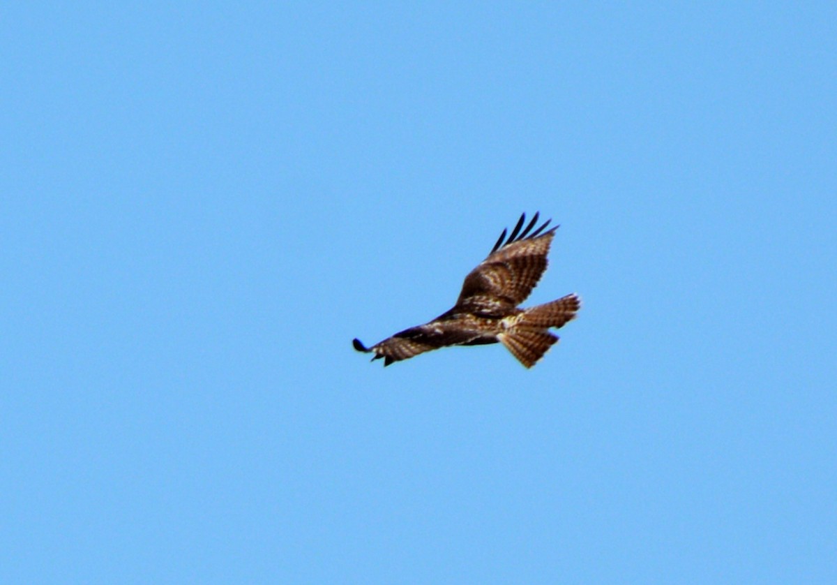 Red-tailed Hawk - ML150816561