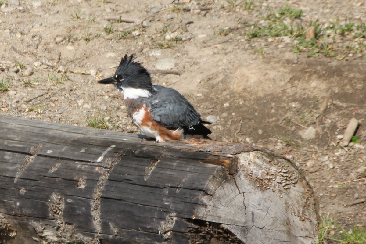 Belted Kingfisher - Rick White