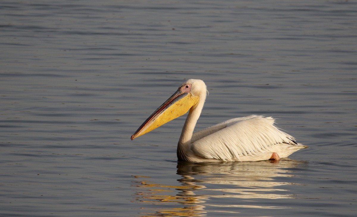 Great White Pelican - Jay McGowan