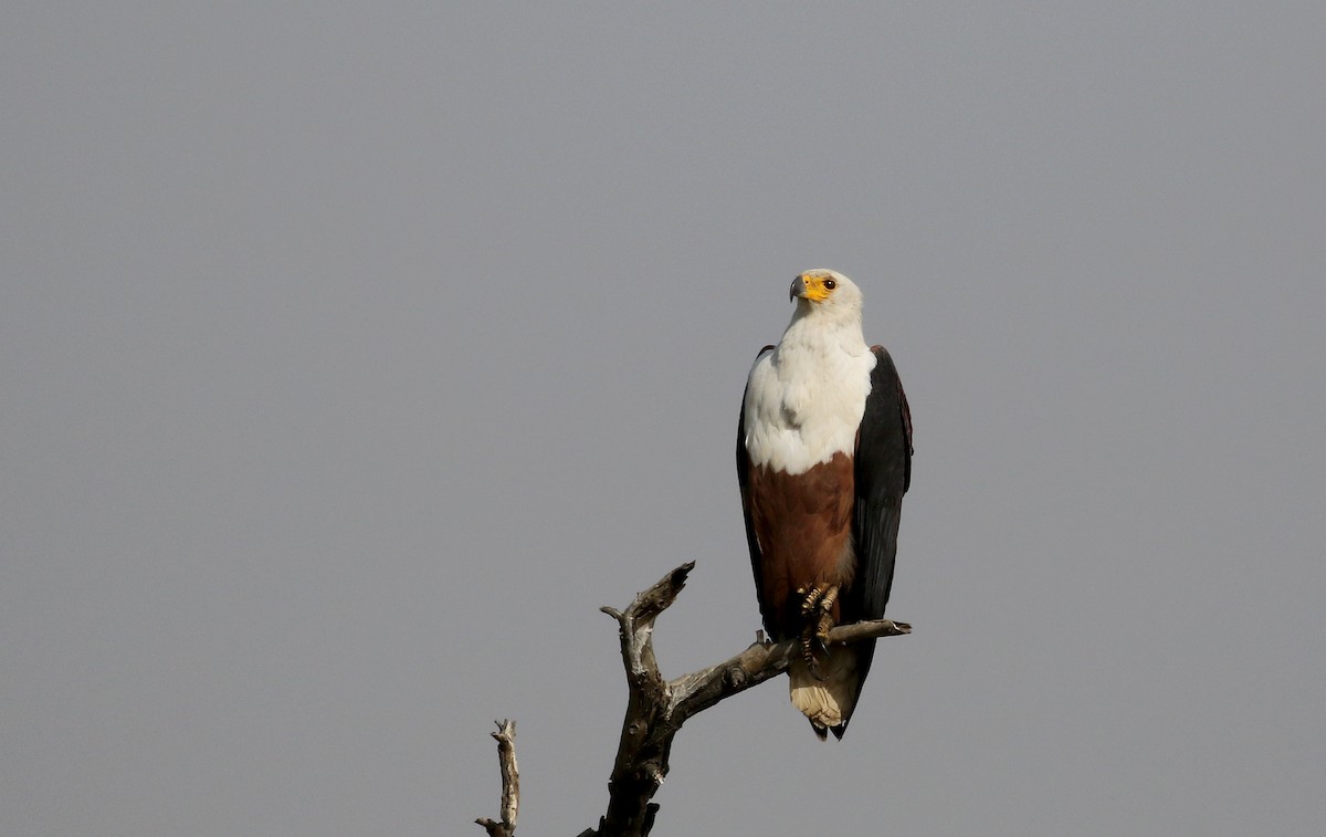 African Fish-Eagle - ML150820211