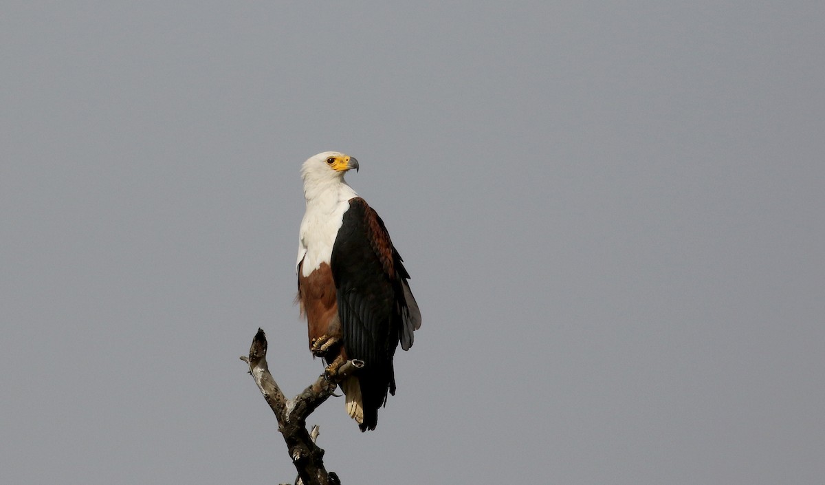 African Fish-Eagle - ML150820221