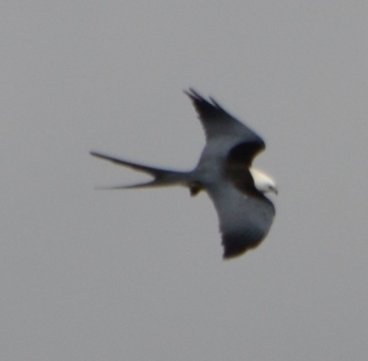 Swallow-tailed Kite - ML150820361