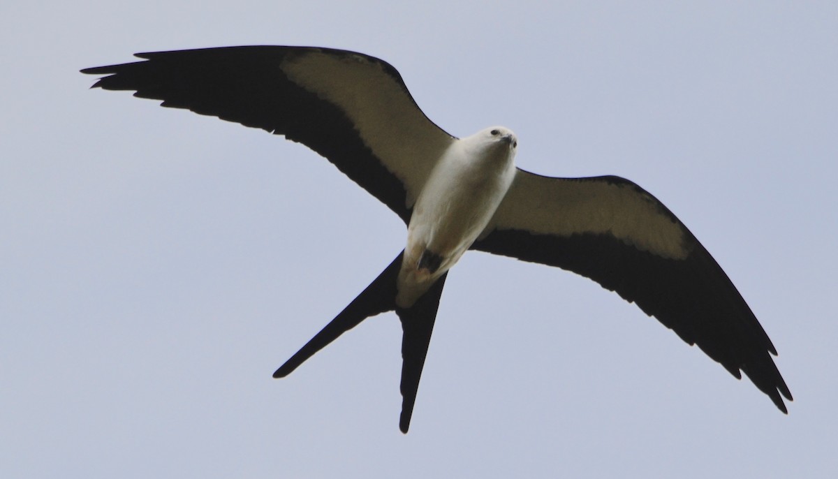 Swallow-tailed Kite - ML150820371