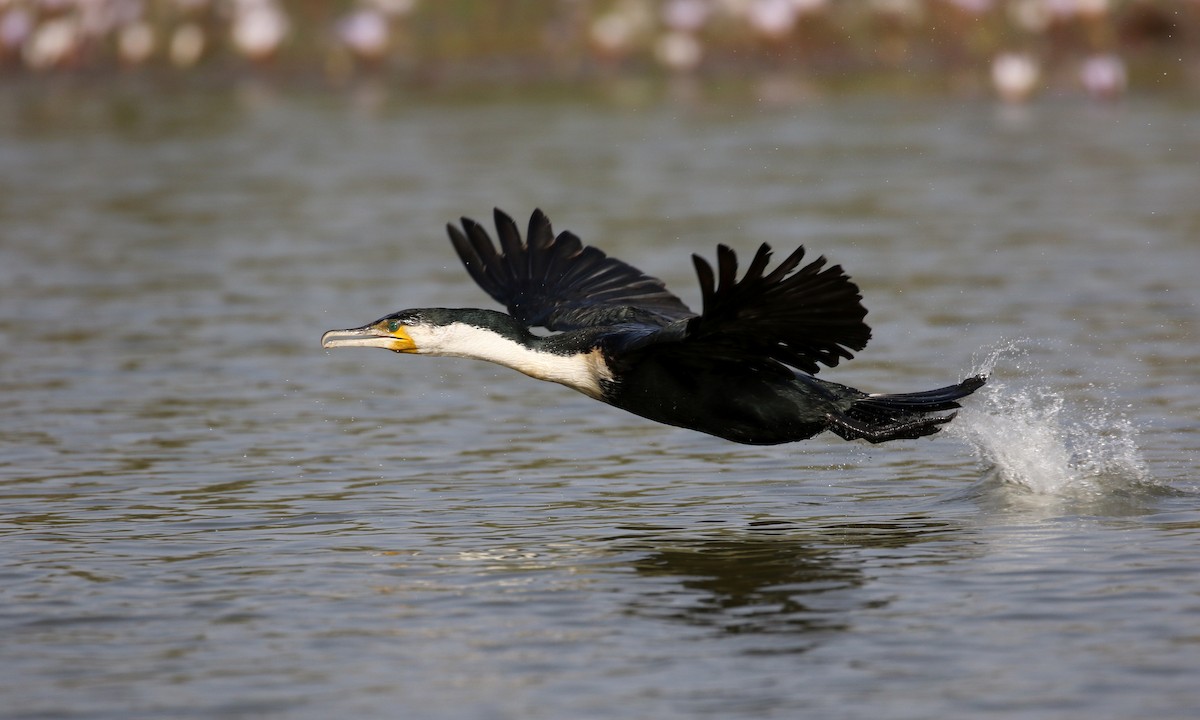 Great Cormorant (White-breasted) - ML150820621
