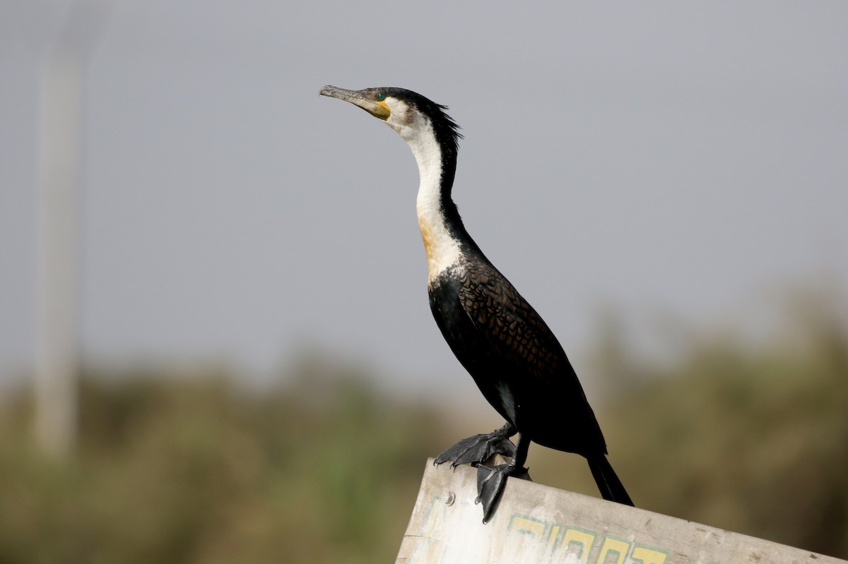Great Cormorant (White-breasted) - ML150820741
