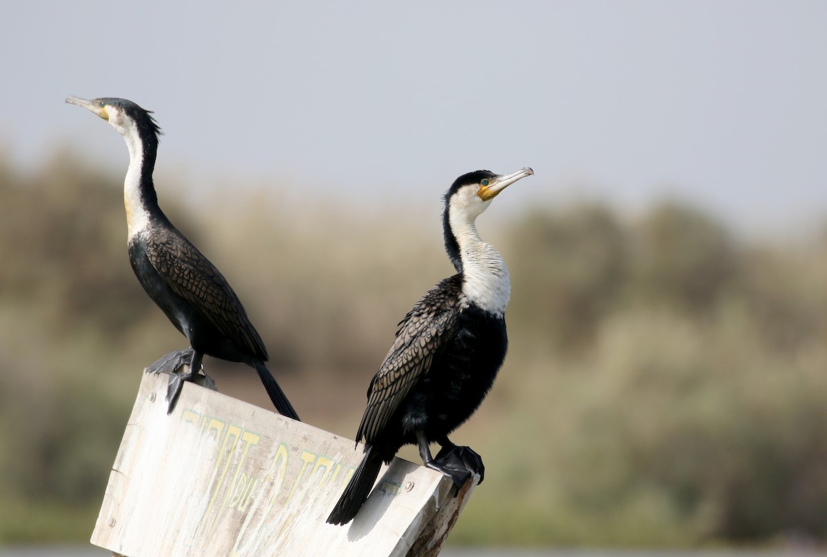 Great Cormorant (White-breasted) - ML150820801