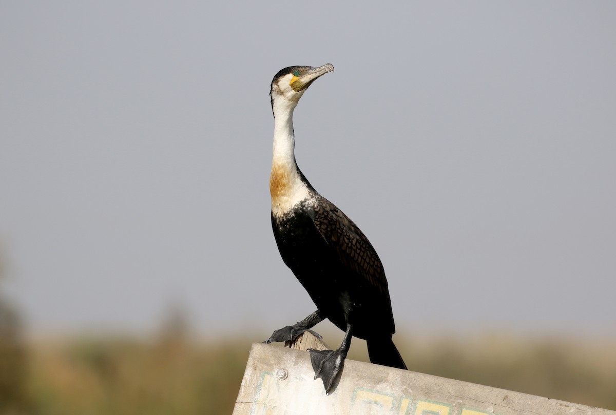 Great Cormorant (White-breasted) - ML150820821