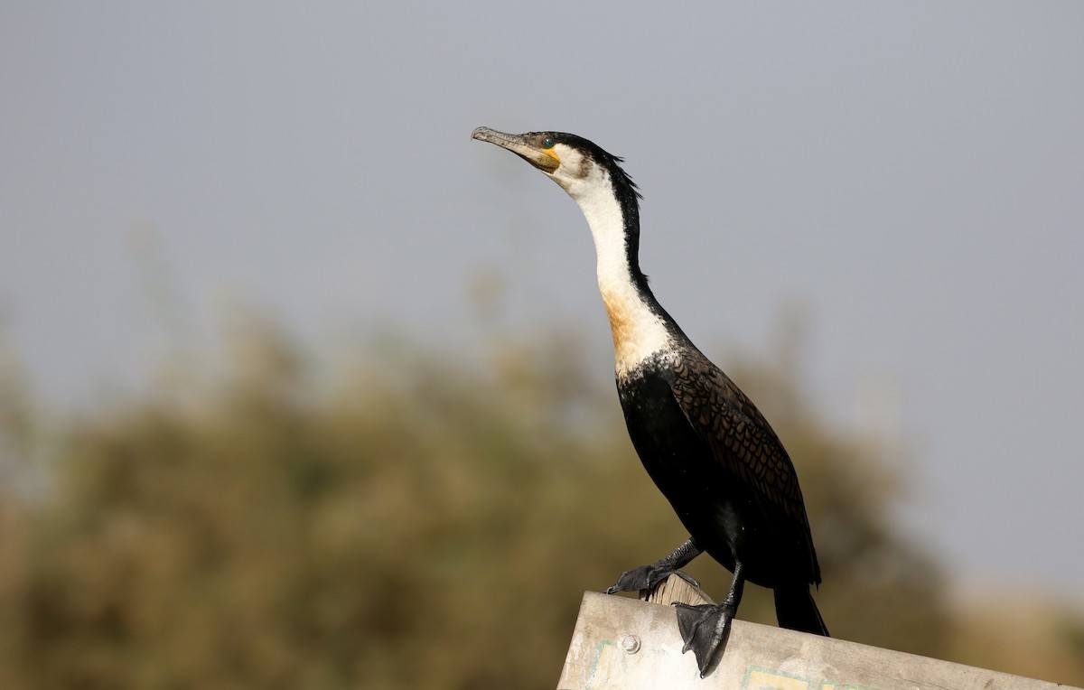 Great Cormorant (White-breasted) - ML150820831
