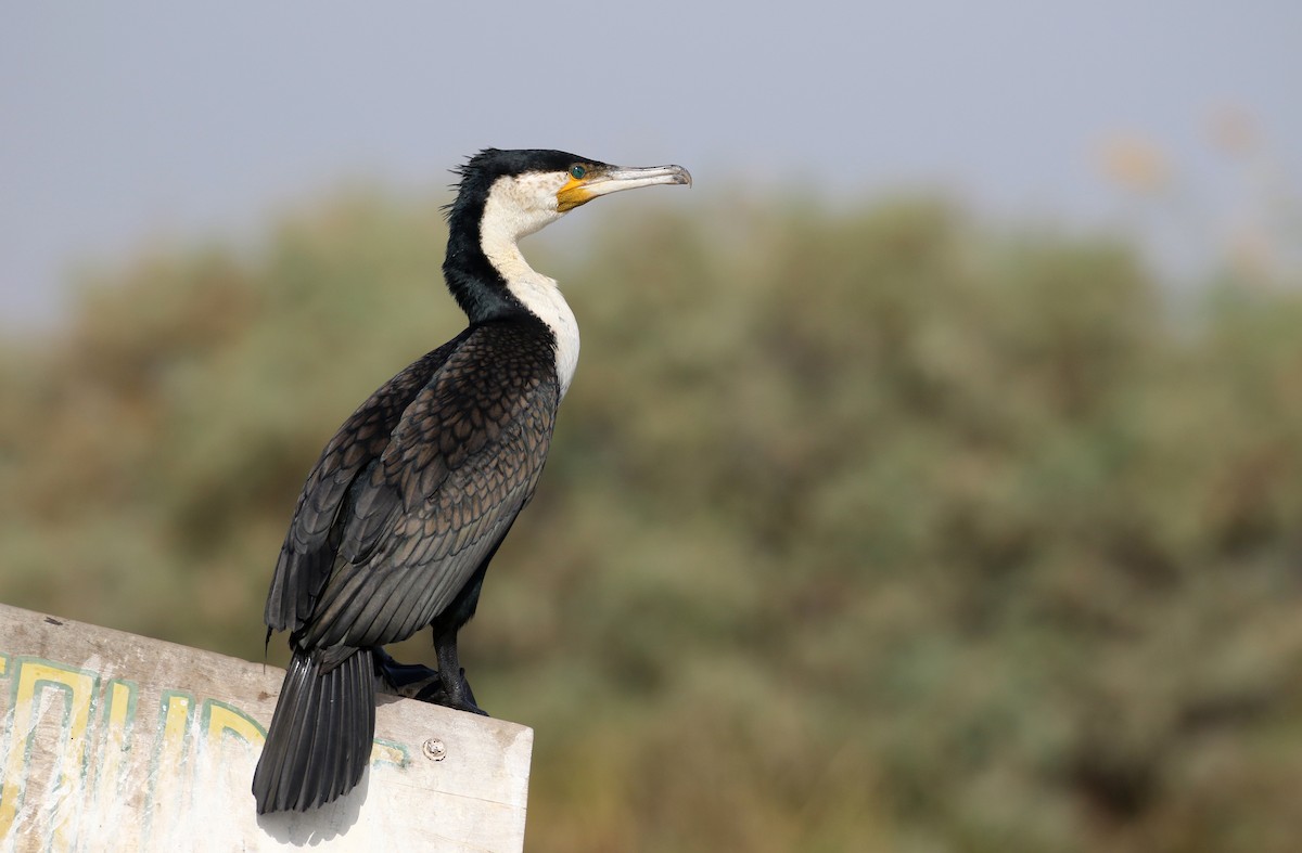 Great Cormorant (White-breasted) - ML150820891