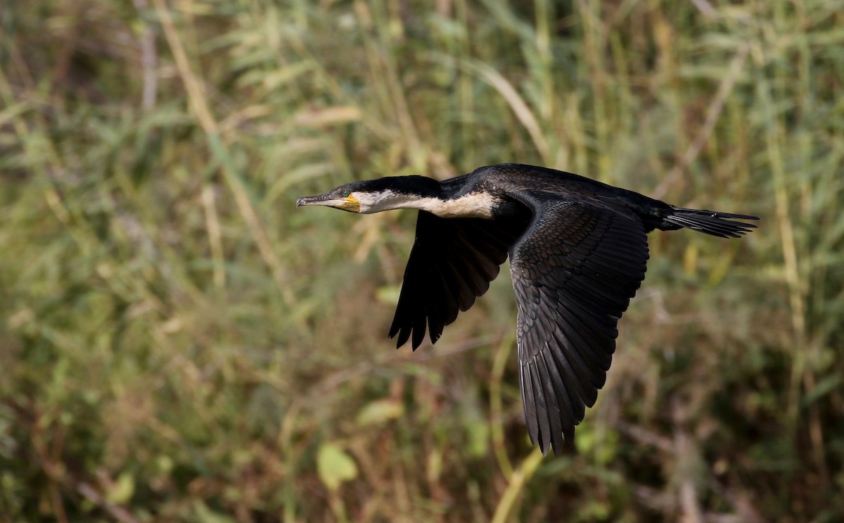 Great Cormorant (White-breasted) - ML150820991