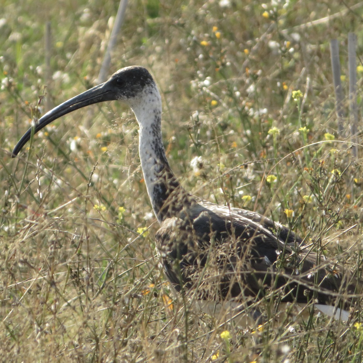 ibis slámokrký - ML150821731