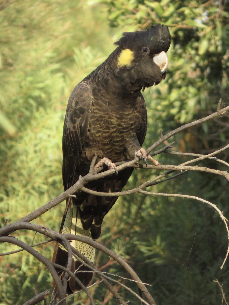 Yellow-tailed Black-Cockatoo - ML150821981