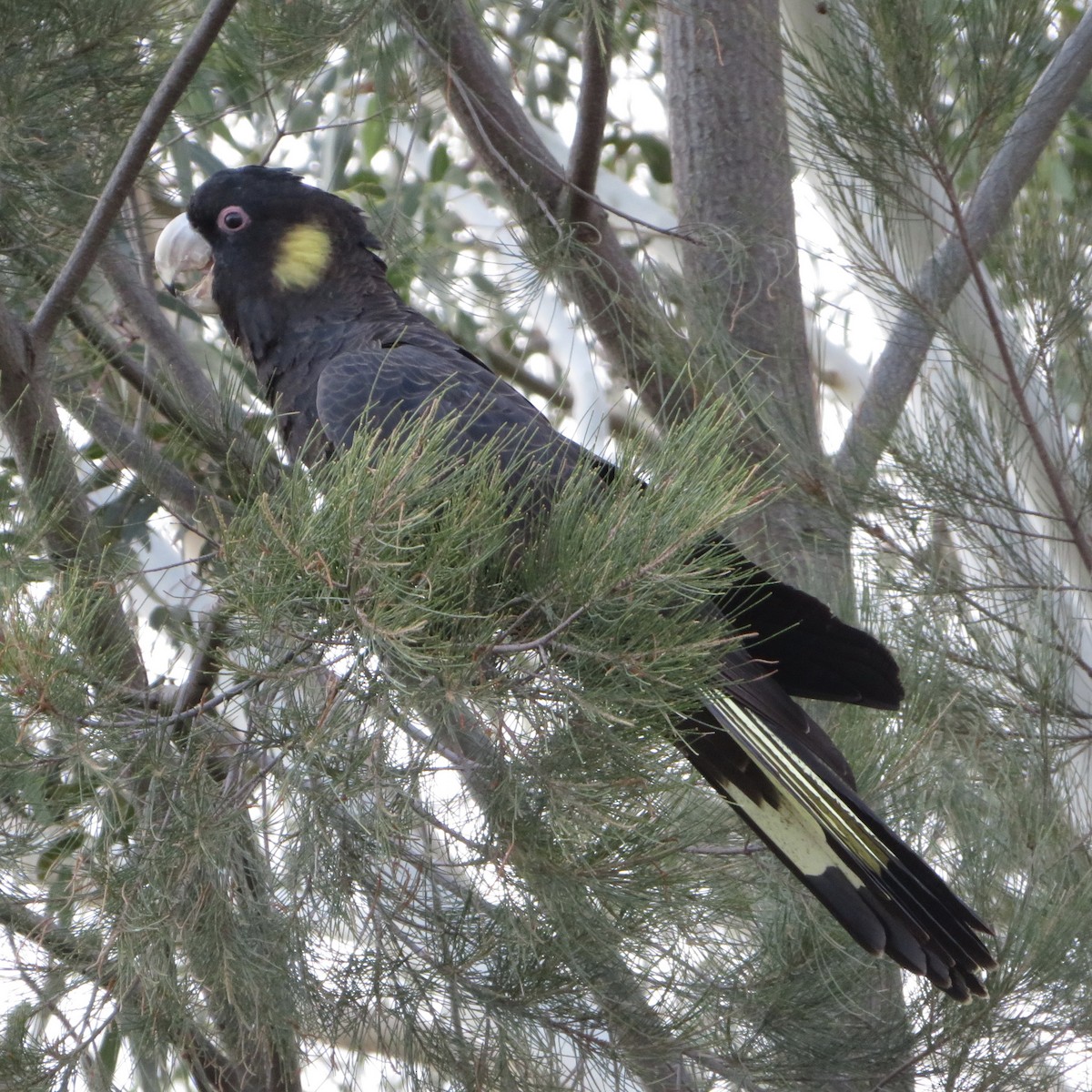 Yellow-tailed Black-Cockatoo - ML150822041