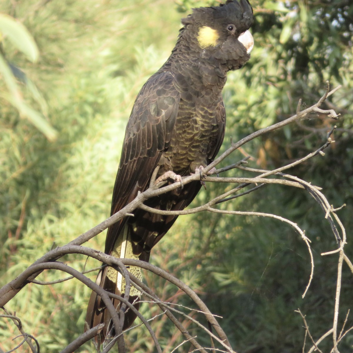 Yellow-tailed Black-Cockatoo - ML150822081