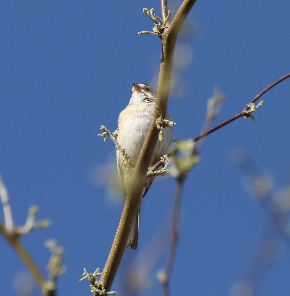 Clay-colored Sparrow - Mary Backus