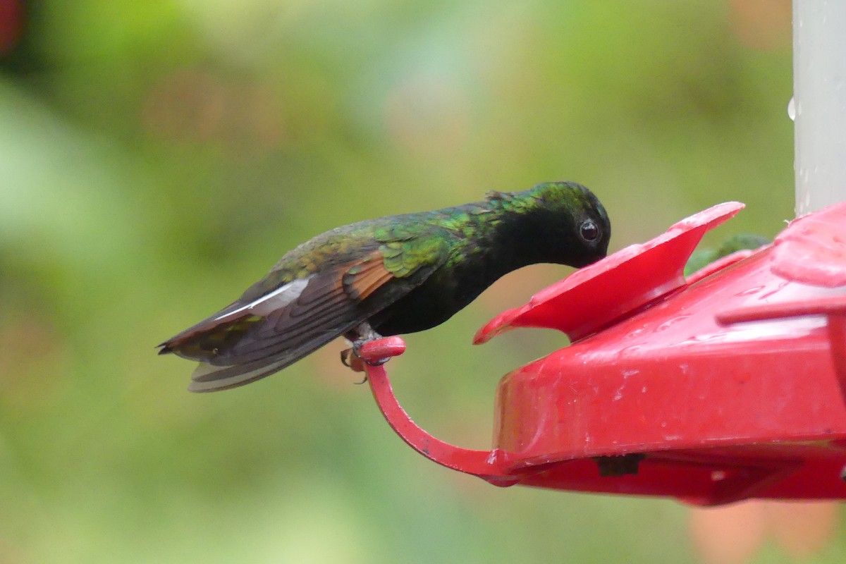 Black-bellied Hummingbird - ML150822621