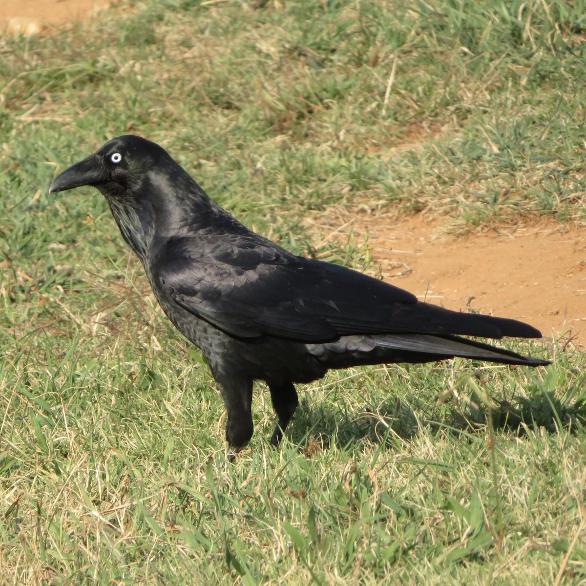 Australian Raven - ML150822681