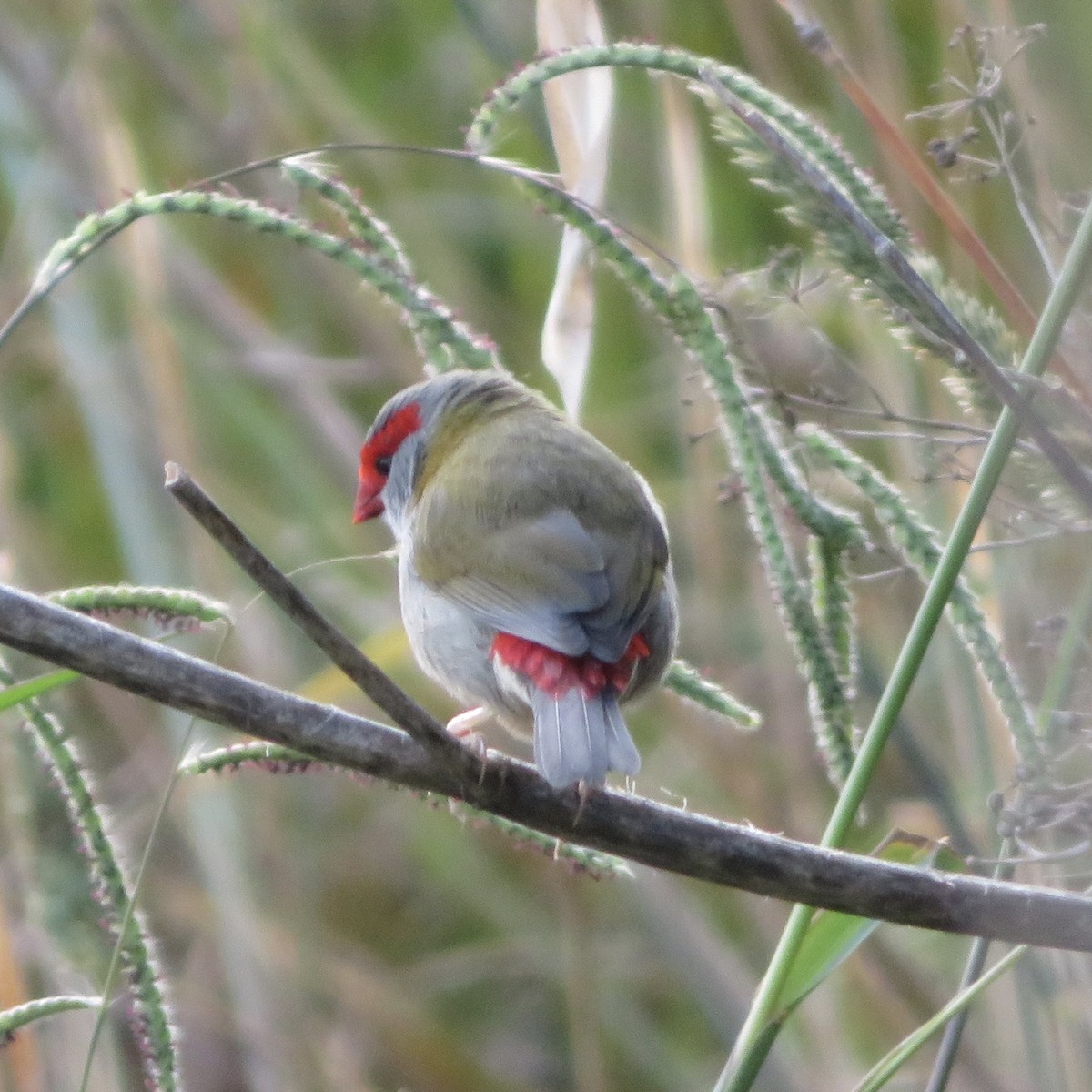 Red-browed Firetail - ML150822811