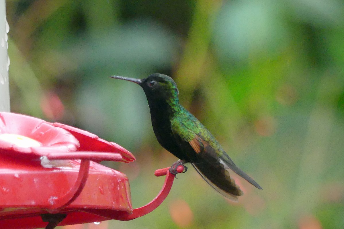 Black-bellied Hummingbird - ML150823011