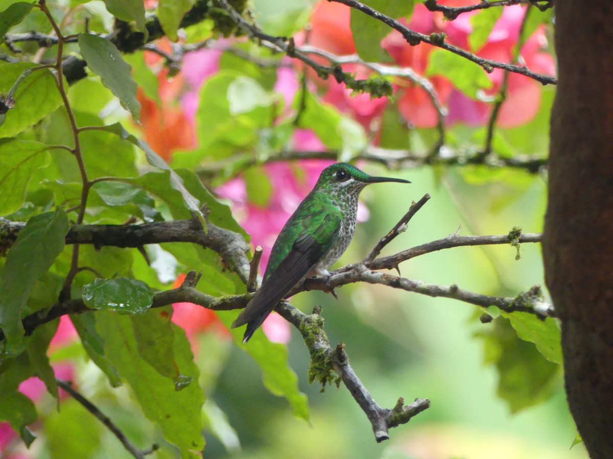 Green-crowned Brilliant - ML150823731