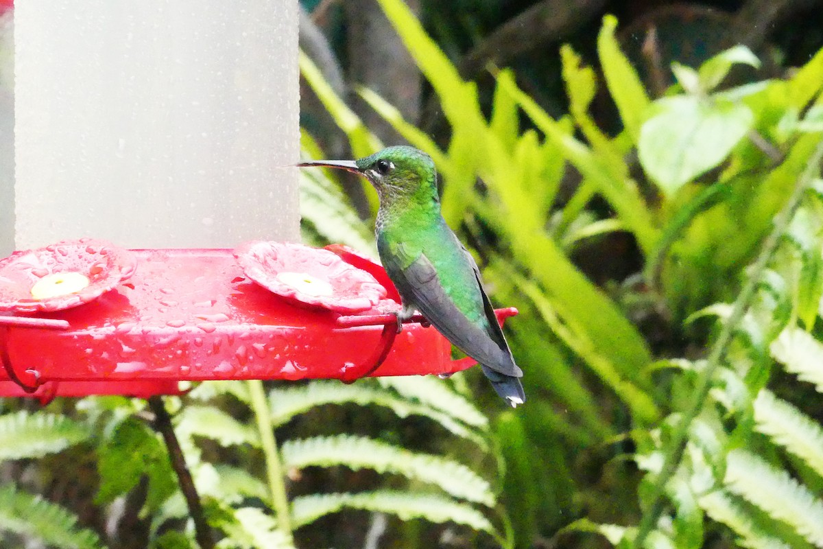 Green-crowned Brilliant - ML150824141