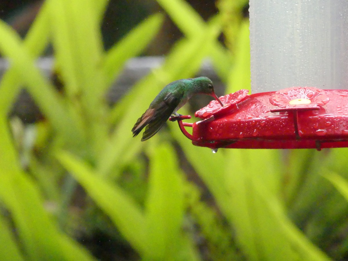 Rufous-tailed Hummingbird - ML150824661