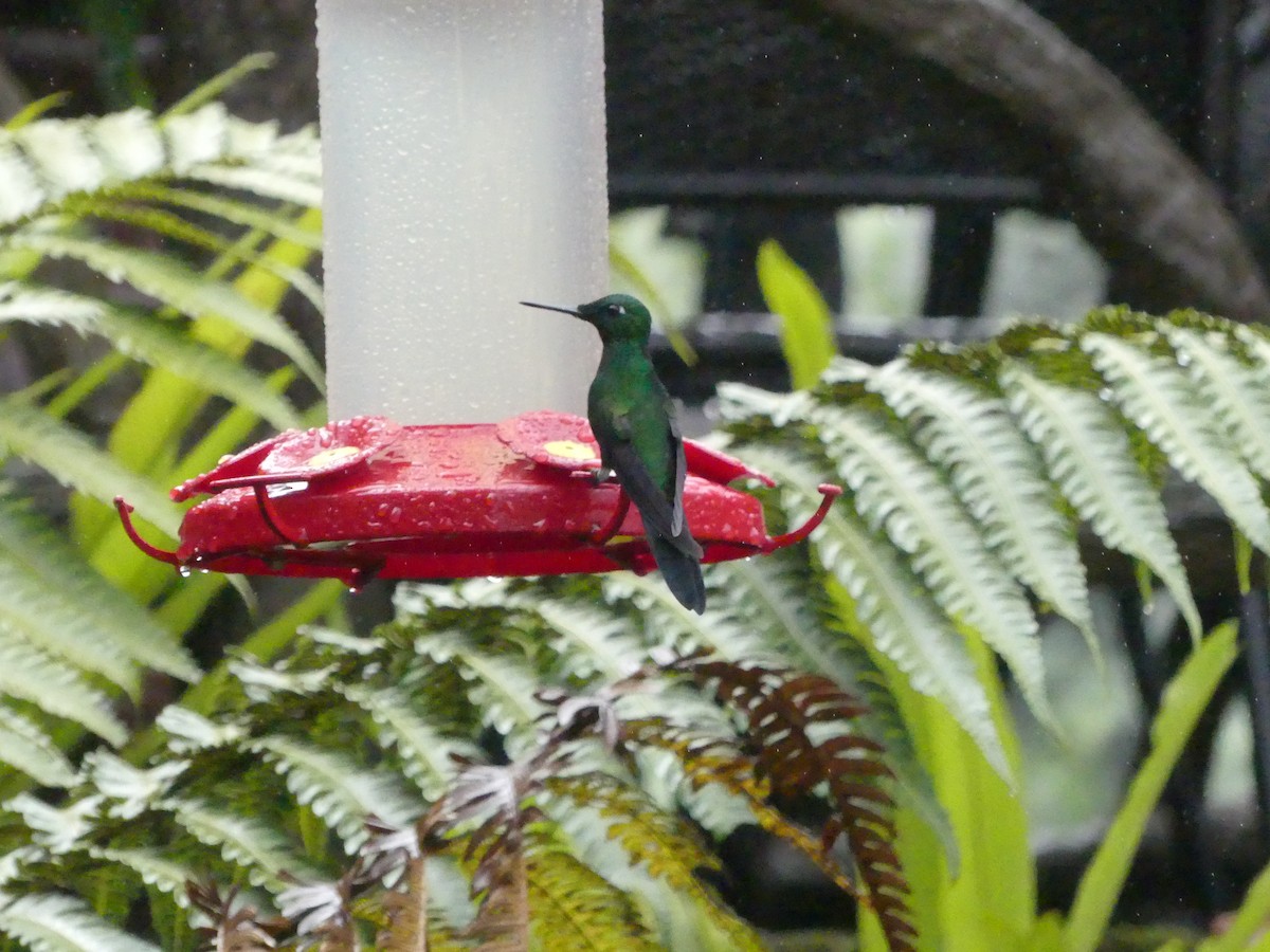 Talamanca Hummingbird - Sandy  McRuer