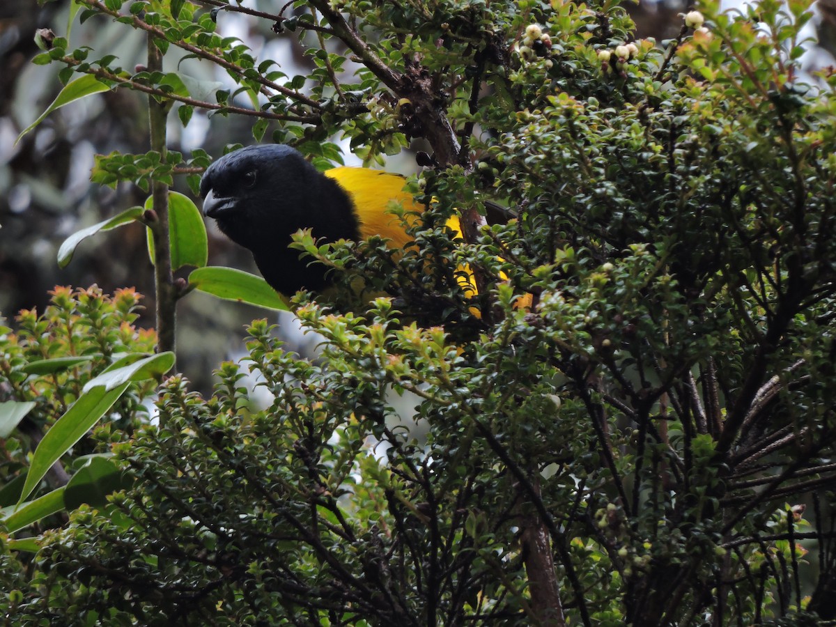Black-chested Mountain Tanager - ML150827451