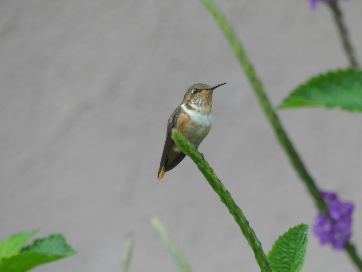 Scintillant Hummingbird - ML150829291