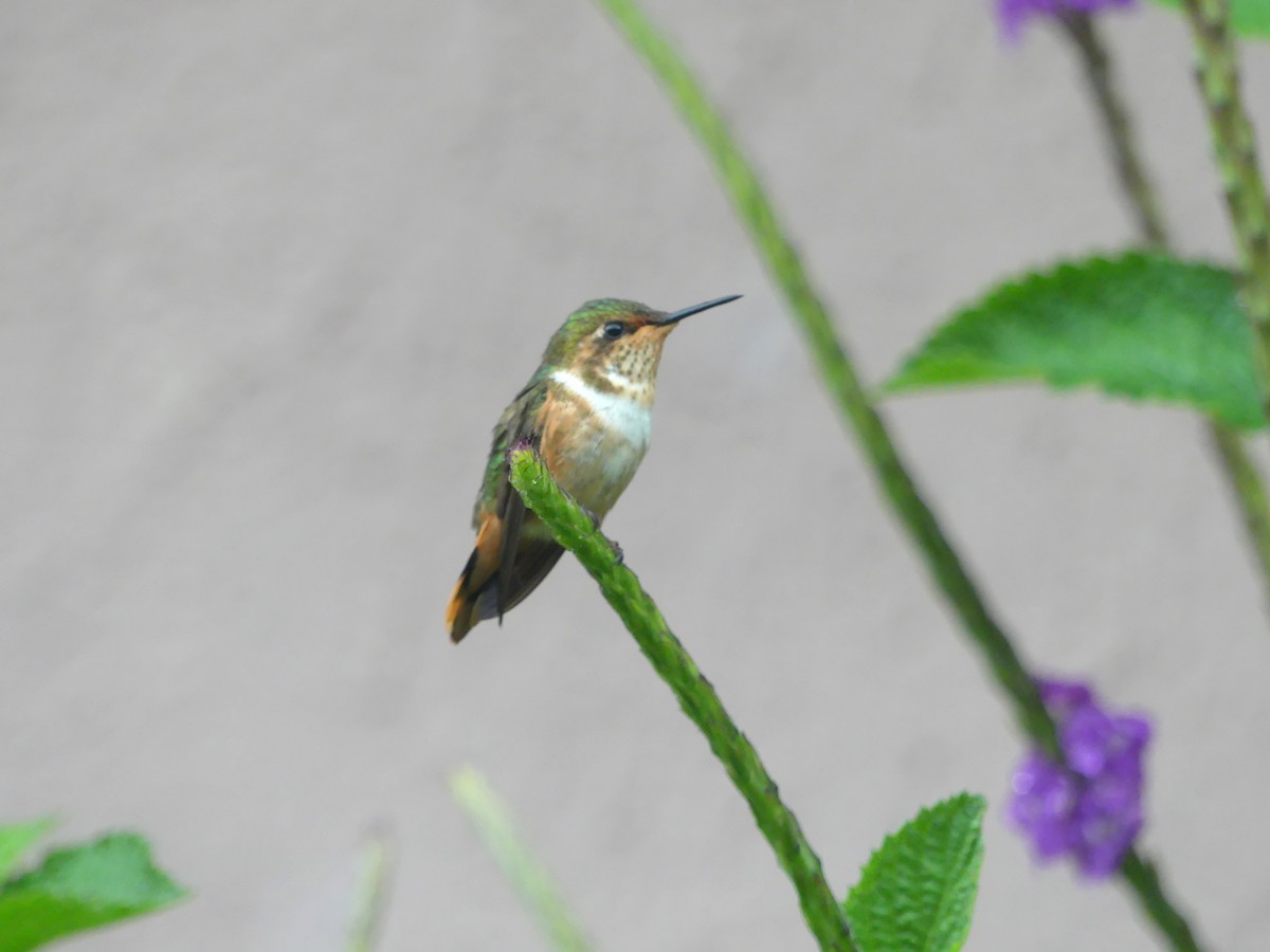 Scintillant Hummingbird - ML150829391