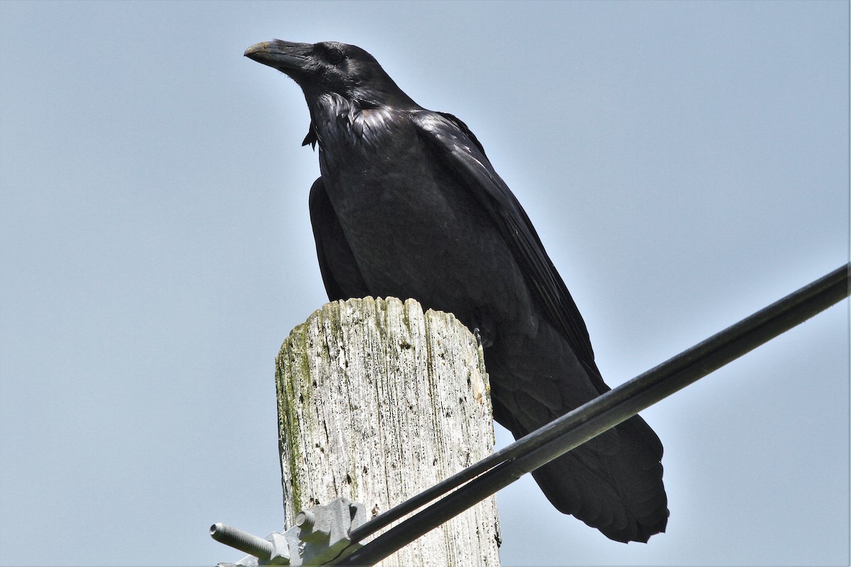 Common Raven - Kent Forward