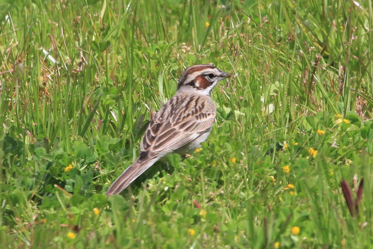 Lark Sparrow - Kent Forward