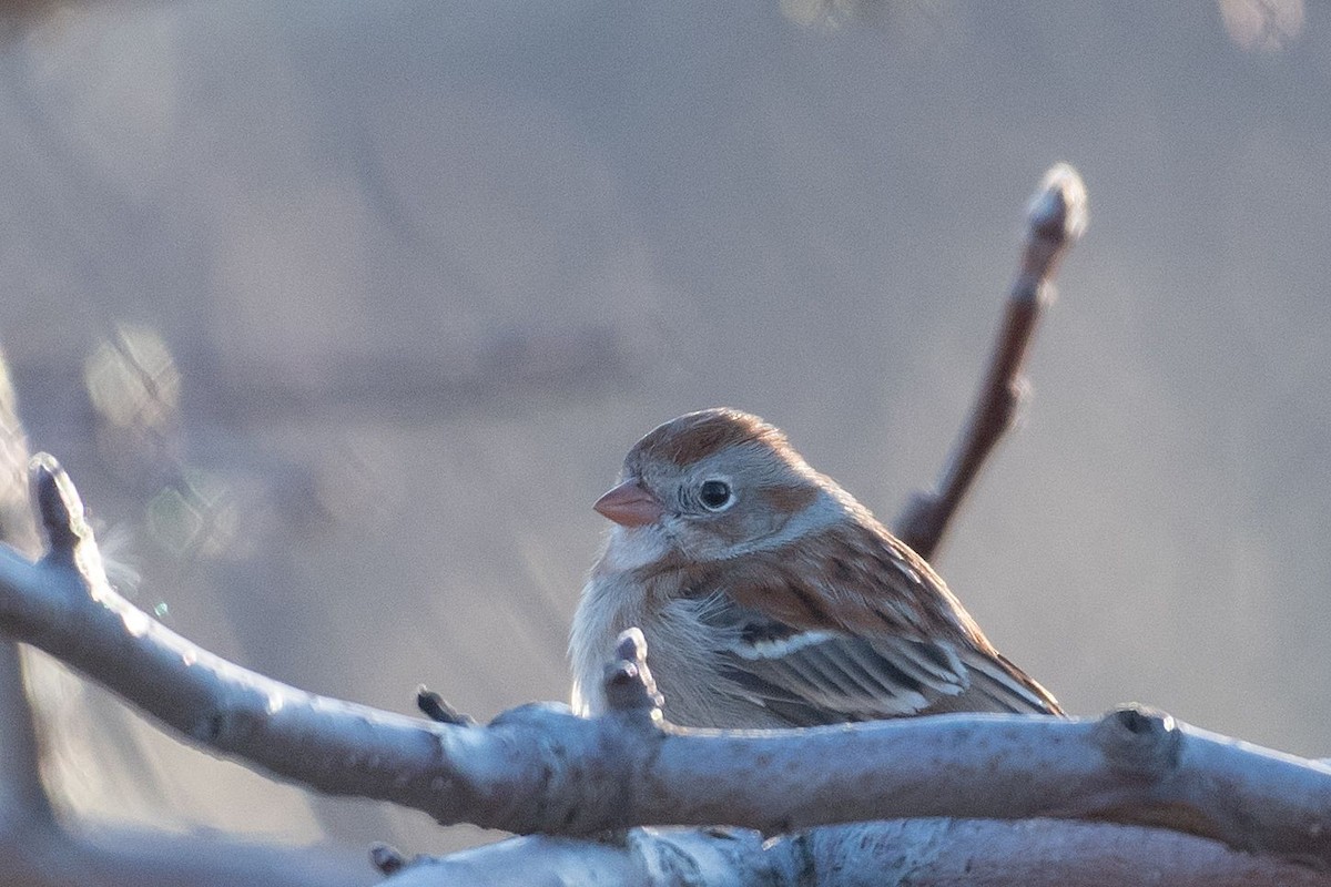 Field Sparrow - Allan  Bigras