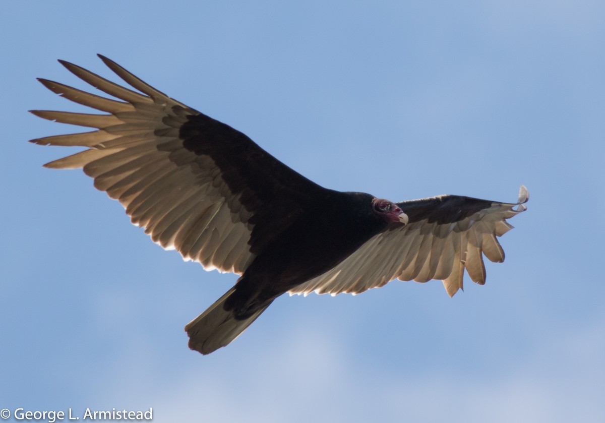Turkey Vulture - George Armistead | Hillstar Nature