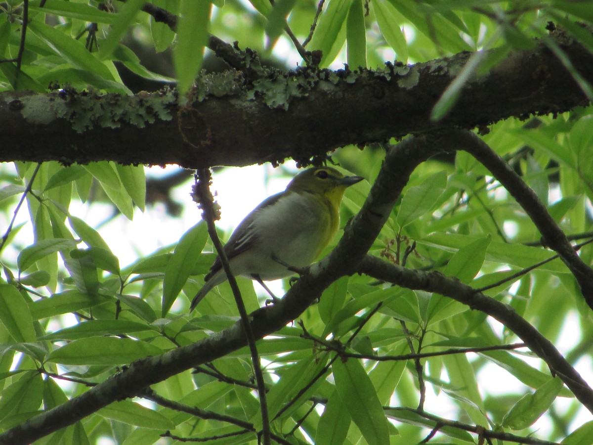 Yellow-throated Vireo - Anne Armstrong