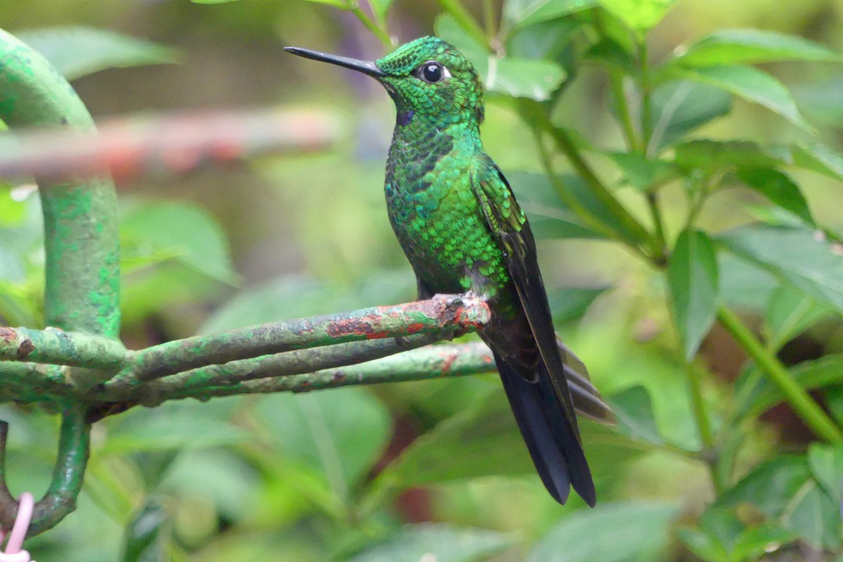 Green-crowned Brilliant - ML150834481