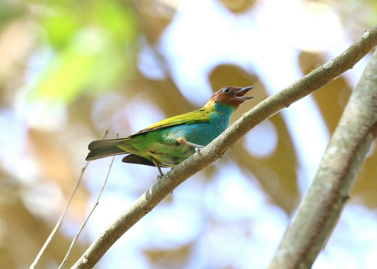 Bay-headed Tanager - ML150834551