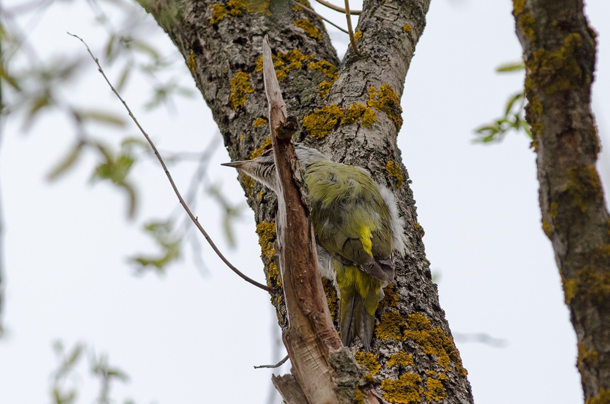 Gray-headed Woodpecker - Sergo Travelian