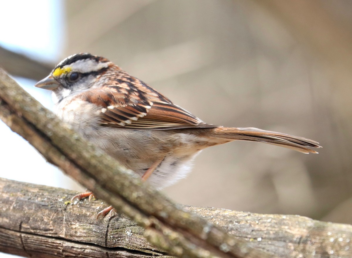 White-throated Sparrow - Karl Overman