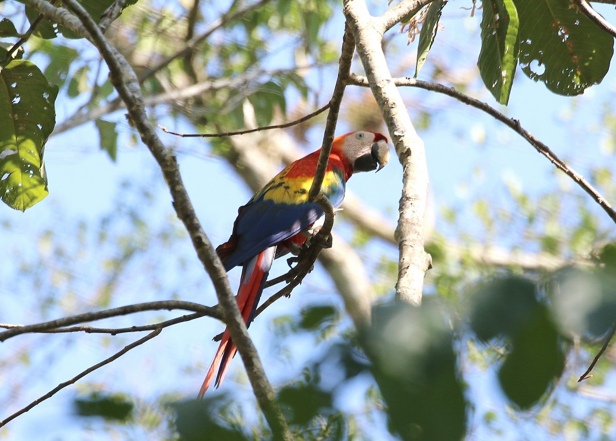 Scarlet Macaw - Gary Chapin