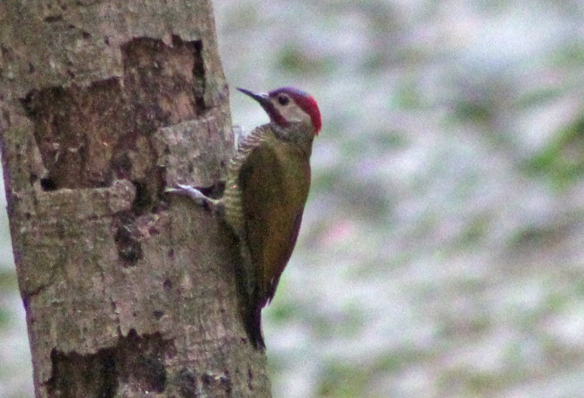 Golden-olive Woodpecker - Mario Trejo