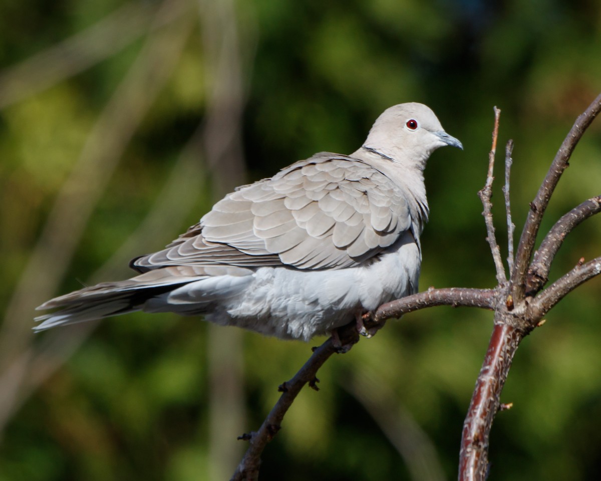 Eurasian Collared-Dove - Jeff Stacey