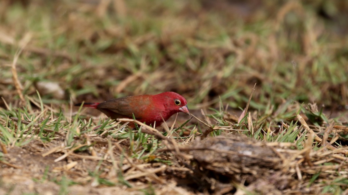 Red-billed Firefinch - Jay McGowan