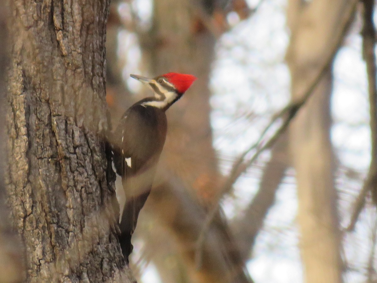 Pileated Woodpecker - Davis Balser