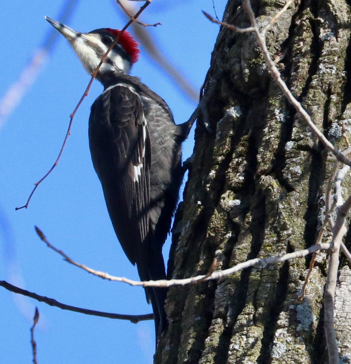 Pileated Woodpecker - Karl Overman